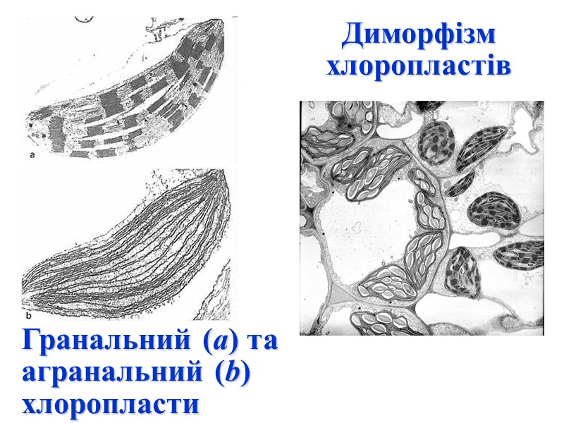 Гранальний (а) та агранальний (b) хлоропласти Диморфізм хлоропластів